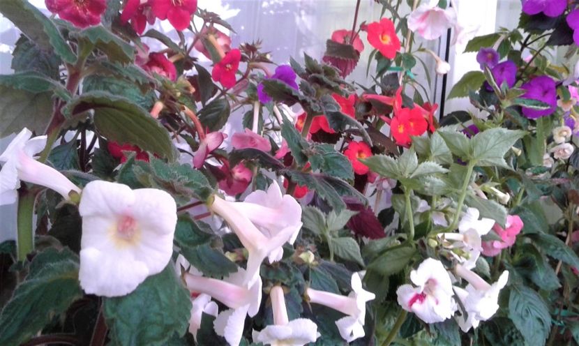  - Frumosi mei achi astazi