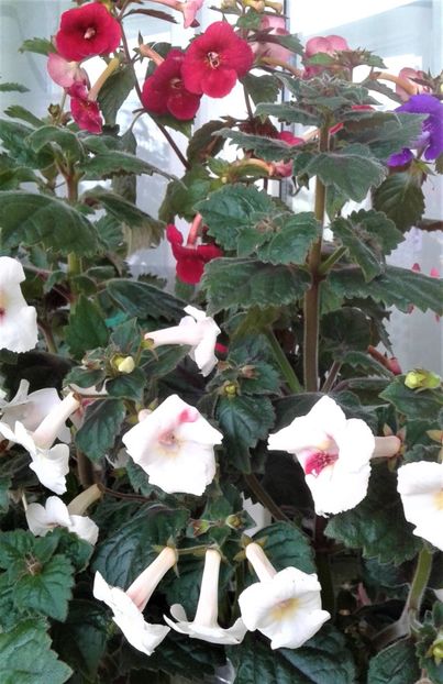  - Frumosi mei achi astazi