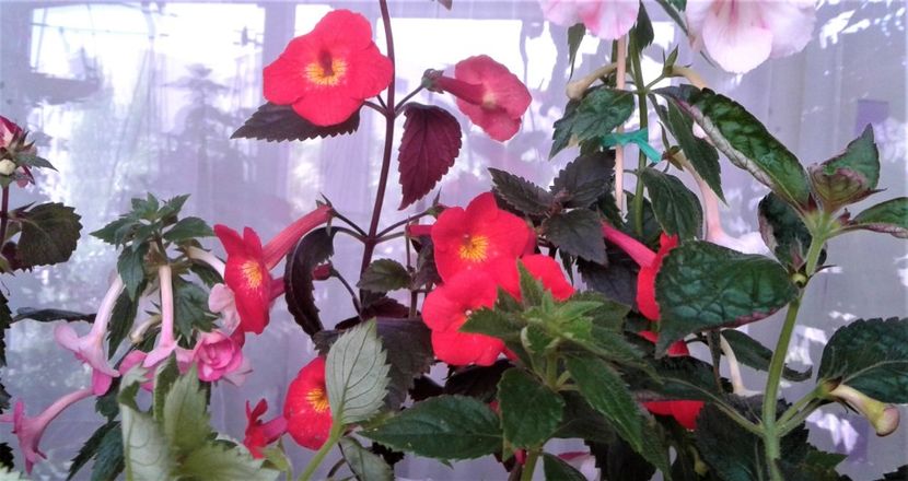  - Frumosi mei achi astazi