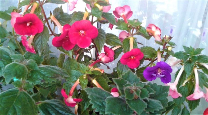  - Frumosi mei achi astazi