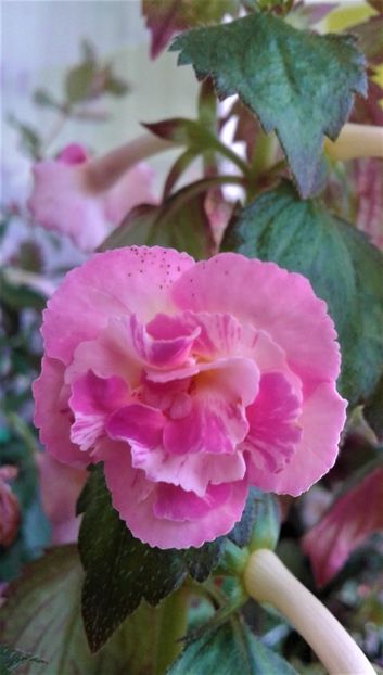  - Frumosi mei achi astazi