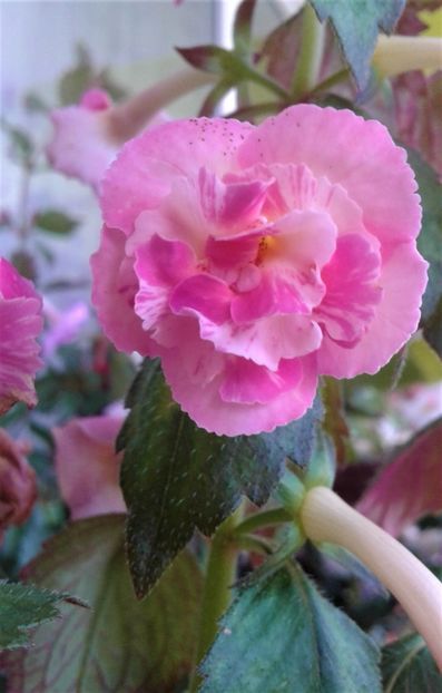  - Frumosi mei achi astazi