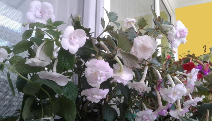  - Frumosi mei achi astazi