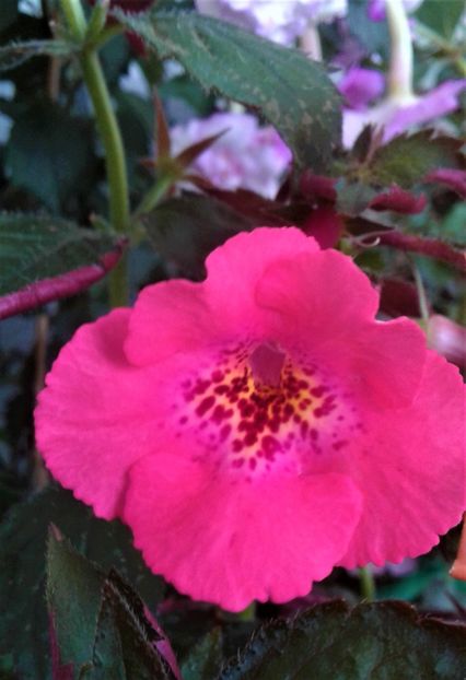  - Frumosi mei achi astazi