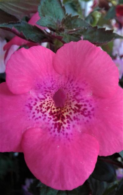  - Frumosi mei achi astazi