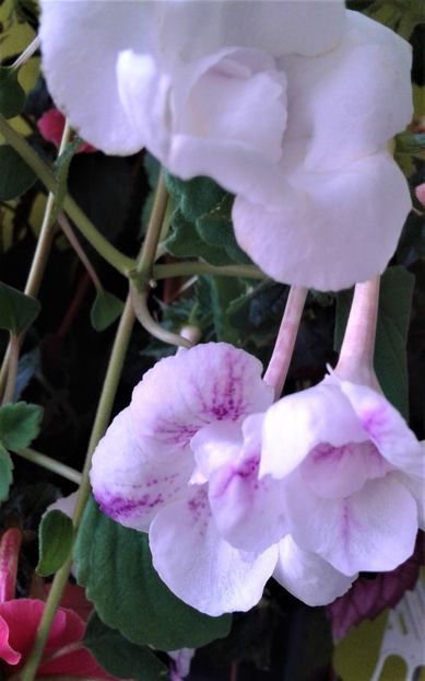  - Frumosi mei achi astazi