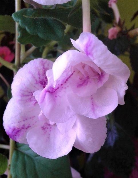  - Frumosi mei achi astazi