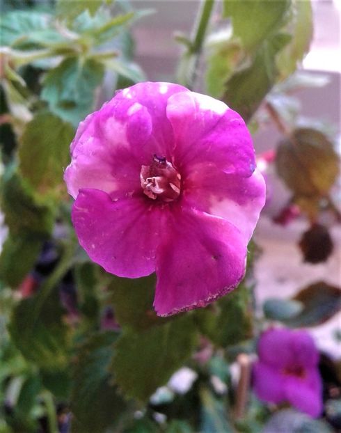  - Frumosi mei achi astazi