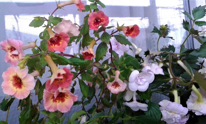  - Frumosi mei achi astazi