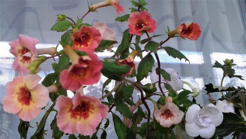  - Frumosi mei achi astazi