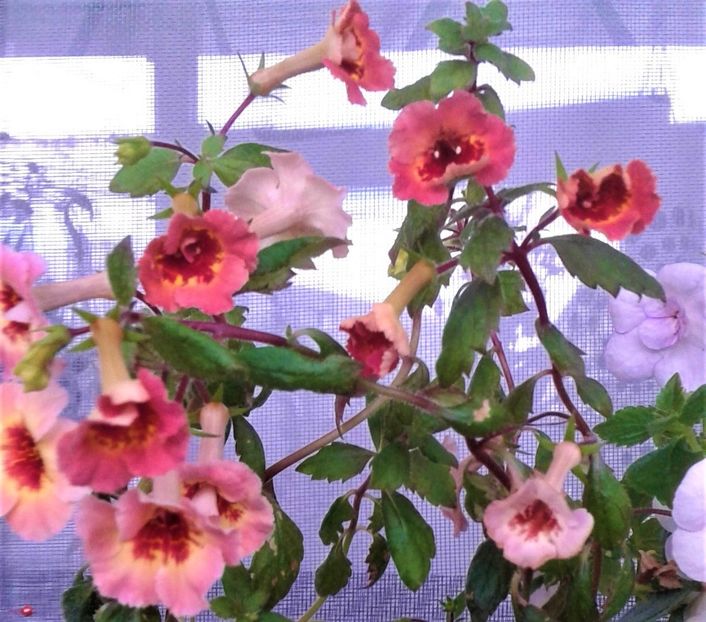  - Frumosi mei achi astazi