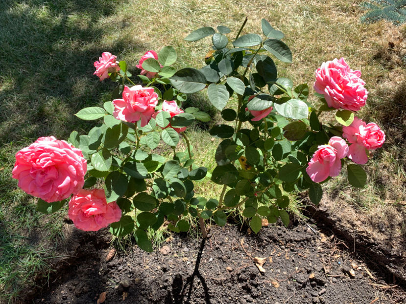  - Jurnalul gradinii 2022