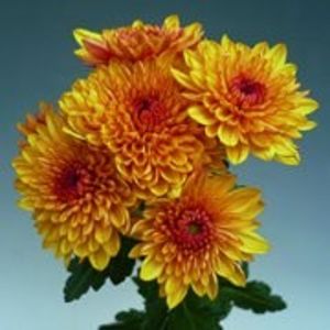 image_manager__productimage_bella_gold_2010_q - Specialități crizanteme 2922