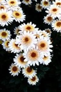 image_manager__productimage_bima_auf_beet - Specialități crizanteme 2922