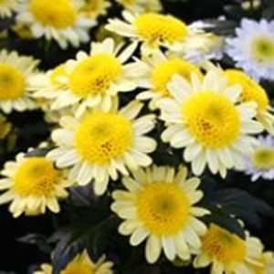 image_manager__productimage_dalian_yellow_pf - Specialități crizanteme 2922