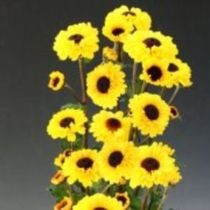 image_manager__productimage_shinto_72dpi_q - Specialități crizanteme 2922
