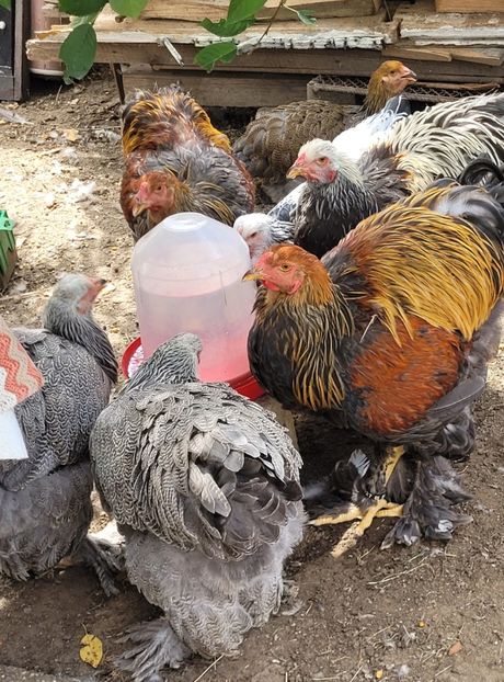  - a__Pui și tineret brahma 2022