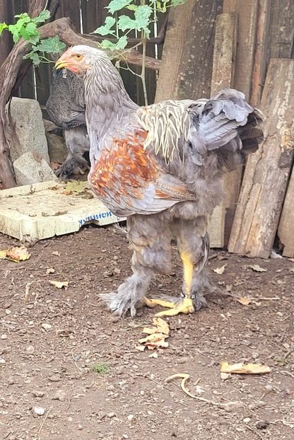 20220824_143131(0) - a__Pui și tineret brahma 2022