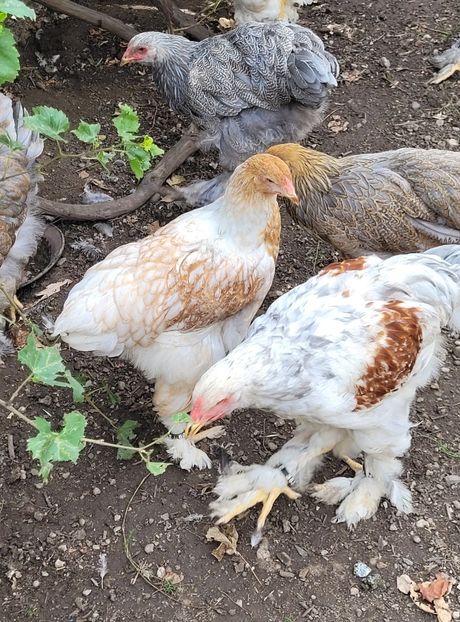  - a__Pui și tineret brahma 2022