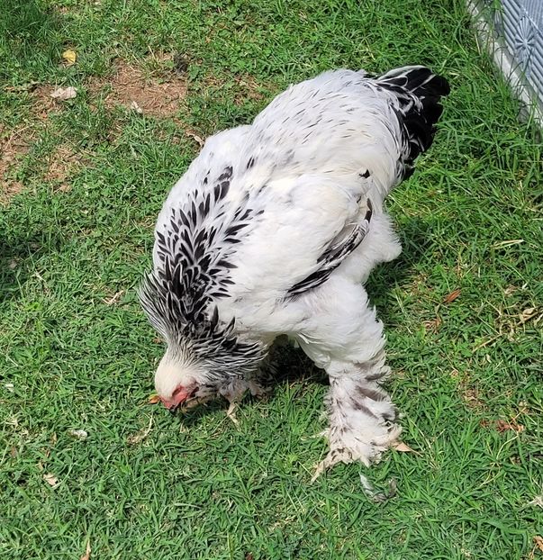  - a__Pui și tineret brahma 2022