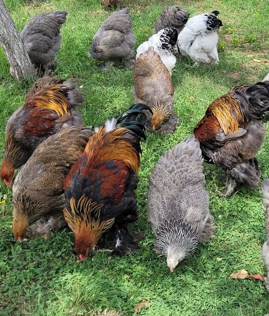  - a__Pui și tineret brahma 2022