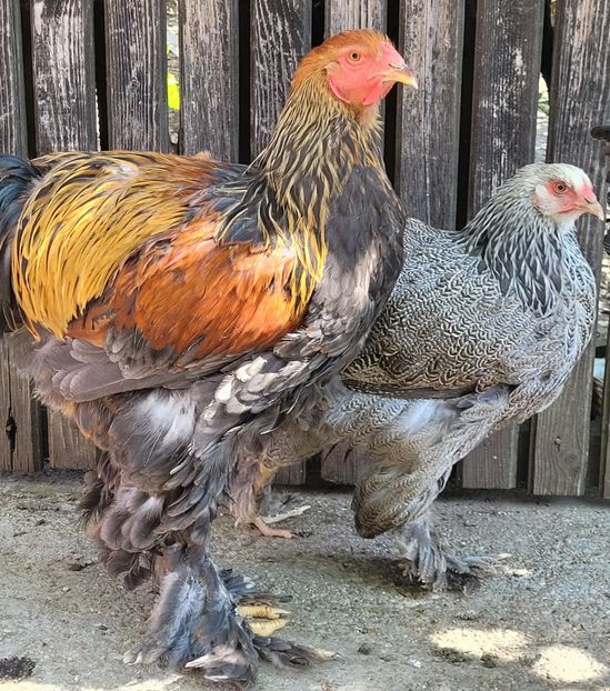  - a__Pui și tineret brahma 2022