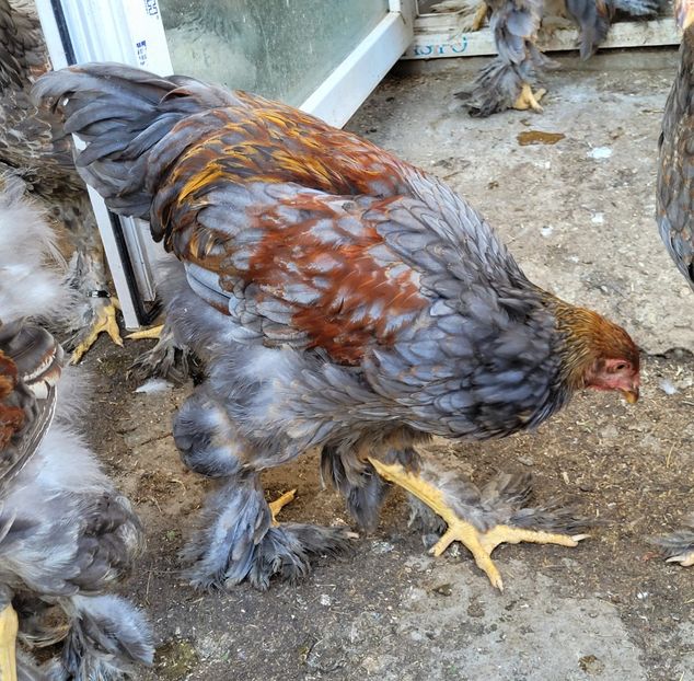  - a__Pui și tineret brahma 2022