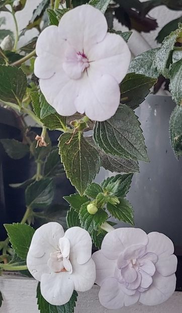  - Double Picotte Rose