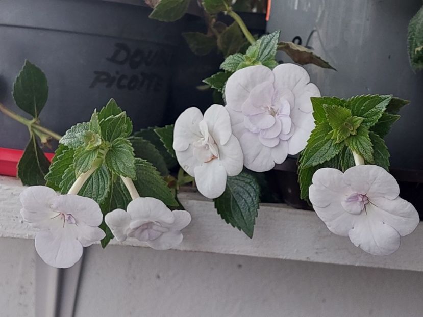  - Double Picotte Rose