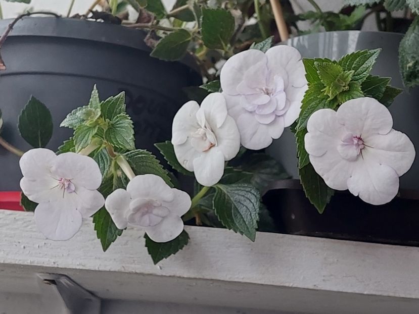  - Double Picotte Rose