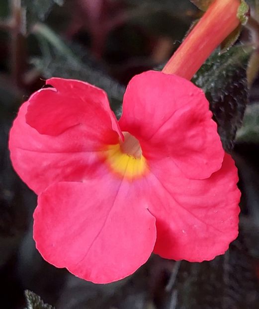 Flamenco - AAA RIZOMI ACHIMENES DISPONIBILI -2023