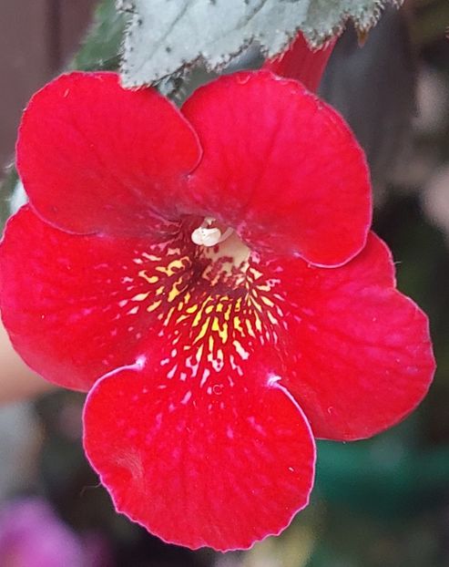 - RF-S ROYAL RED
