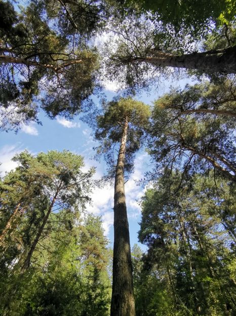  - Uriașii pădurilor