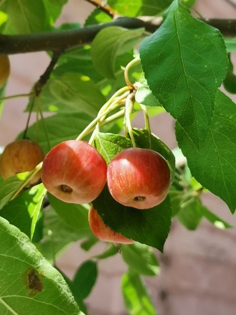  - Uriașii pădurilor