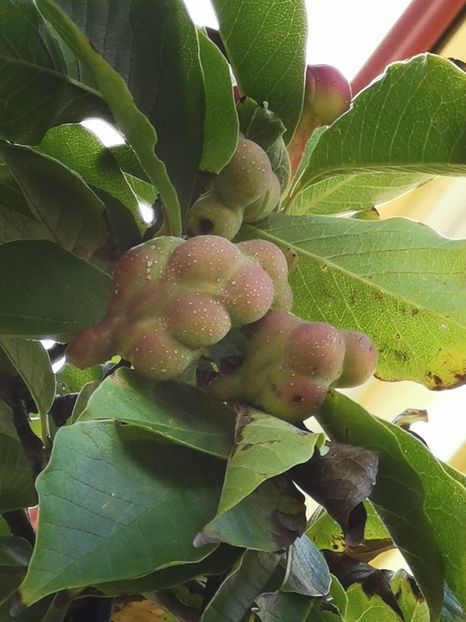  - Uriașii pădurilor