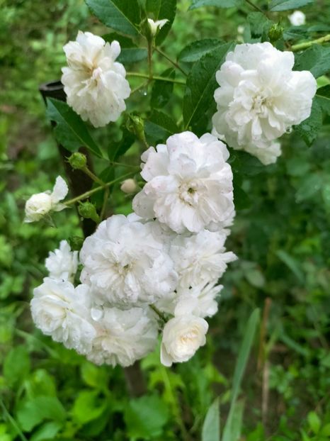 IMG20220901081021 - Septembrie 2022