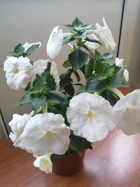  - White Glory