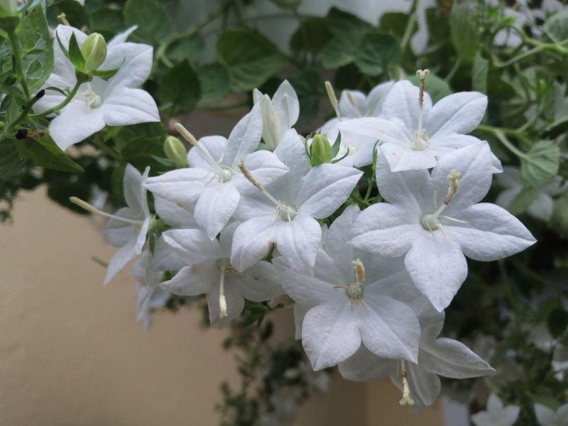  - Campanula