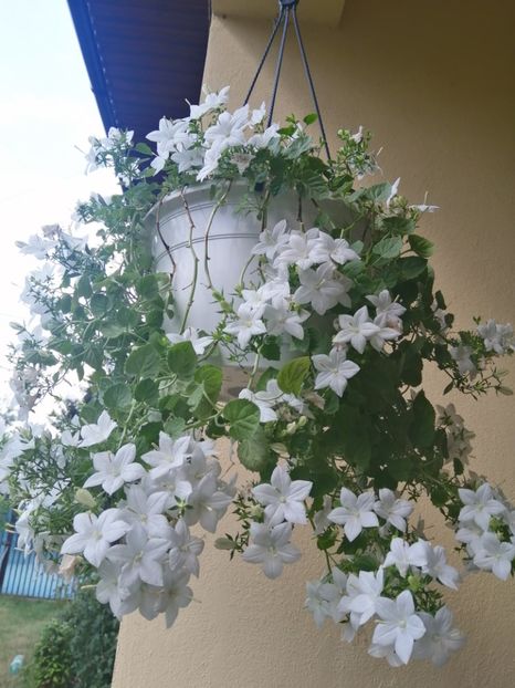  - Campanula