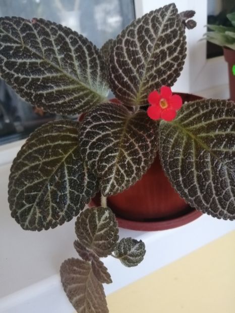  - EPISCIA