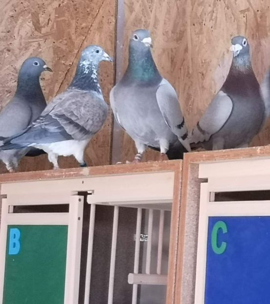  - 2 Porumbei Voiajori