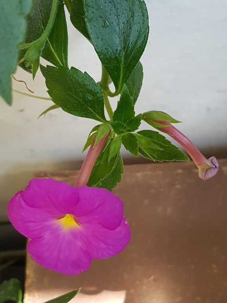  - Hybrid necunoscut Noid-pierdut