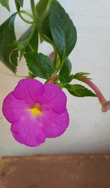  - Hybrid necunoscut Noid-pierdut