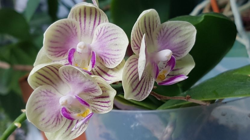 Mini-orhidee - Florile mamei