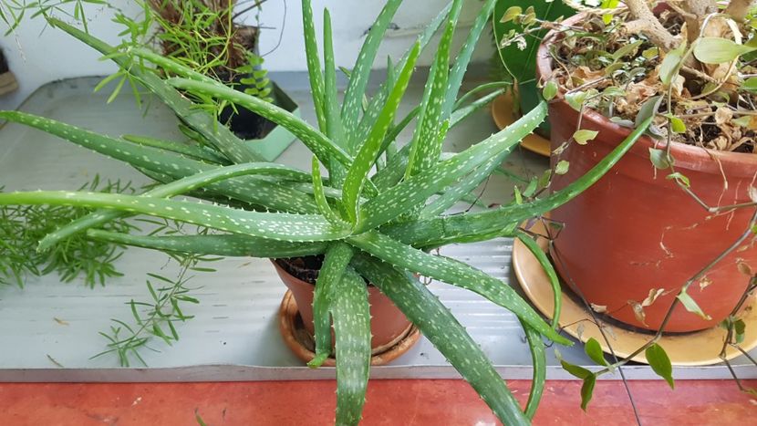 Aloe vera - Florile mamei