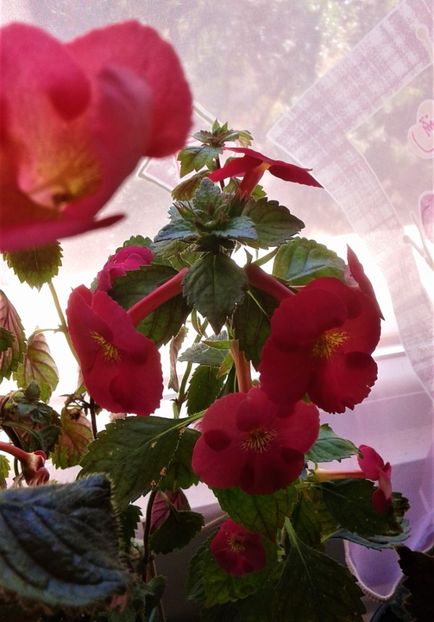  - Frumosi mei achi astazi