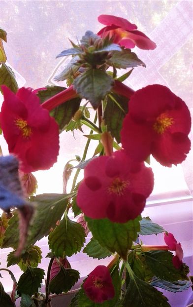  - Frumosi mei achi astazi