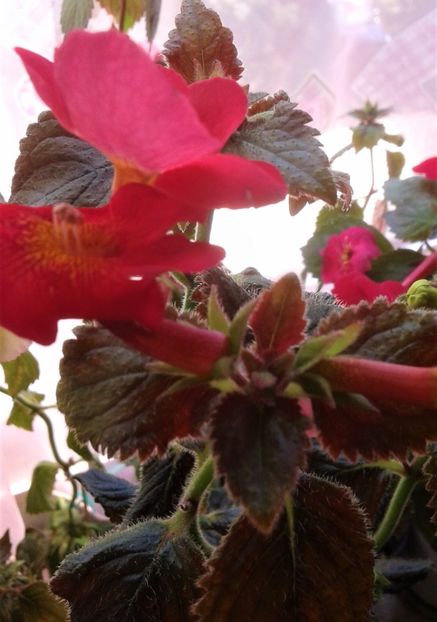  - Frumosi mei achi astazi