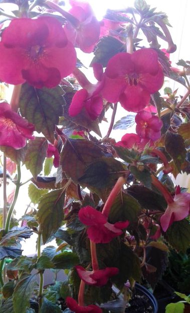  - Frumosi mei achi astazi