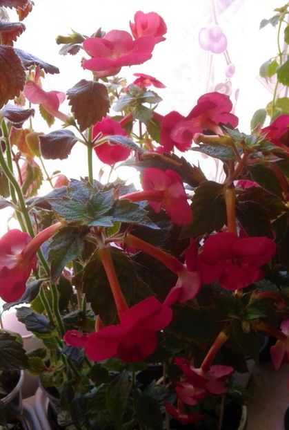  - Frumosi mei achi astazi